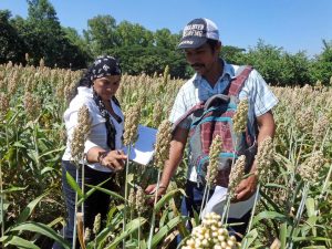 agricultura