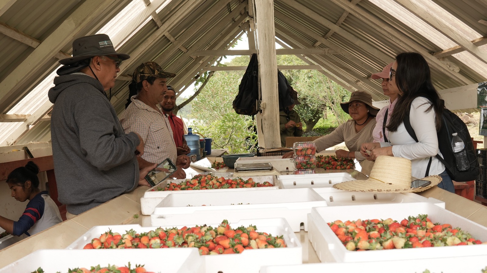 Honduras: Strawberry farmers adopt protected cultivation technology in Intibucá